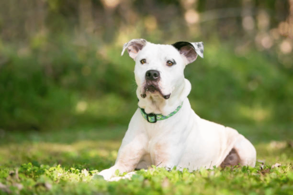 Pet supplies for dogs, cats, and small animals – feeders, toys, grooming tools